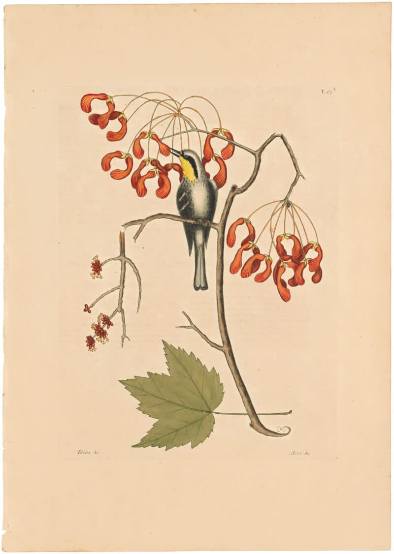 Catesby 1754, Vol. 1 Pl. 62, The Yellow Throated Creeper