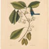 Catesby 1754, Vol. 1 Pl. 64, Finch Creeper