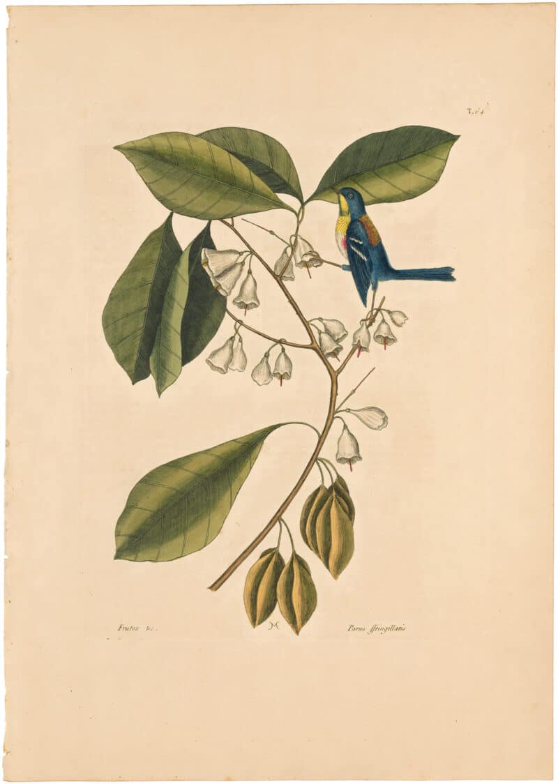 Catesby 1754, Vol. 1 Pl. 64, Finch Creeper