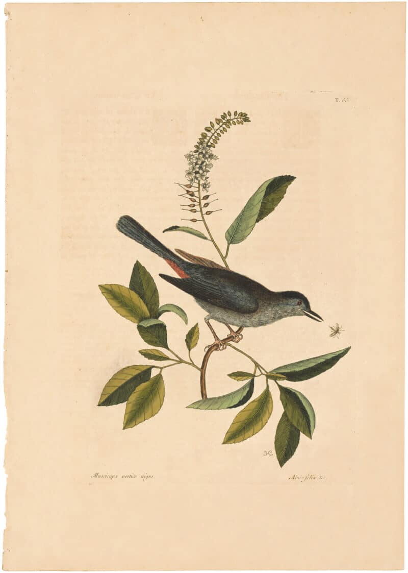 Catesby 1754, Vol. 1 Pl. 66, The Cat Bird