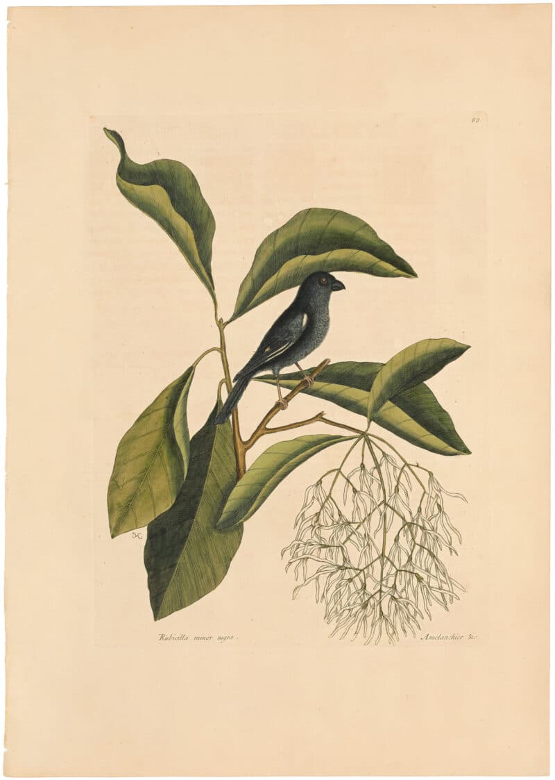 Catesby 1754, Vol. 1 Pl. 68, The Little Black Bullfinch