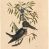 Catesby 1754, Vol. 1 Pl. 69, The Kingfisher