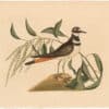 Catesby 1754, Vol. 1 Pl. 71, The Chattering Plover