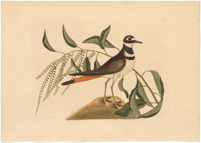 Catesby 1754, Vol. 1 Pl. 71, The Chattering Plover