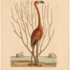 Catesby 1754, Vol. 1 Pl. 73, The Flamingo