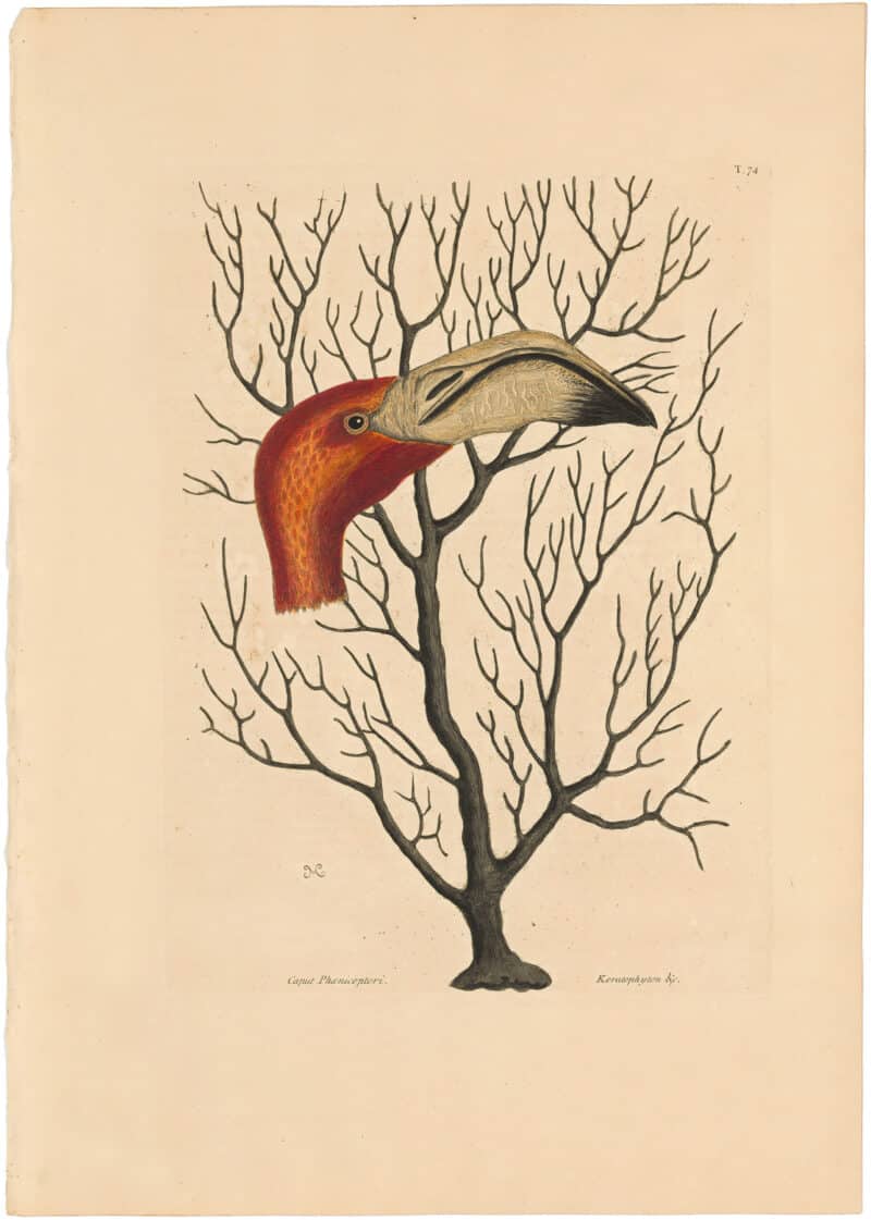 Catesby 1754, Vol. 1 Pl. 74, The Bill of the Flamingo
