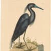 Catesby 1754, Vol. 1 Pl. 76, The Blue Heron
