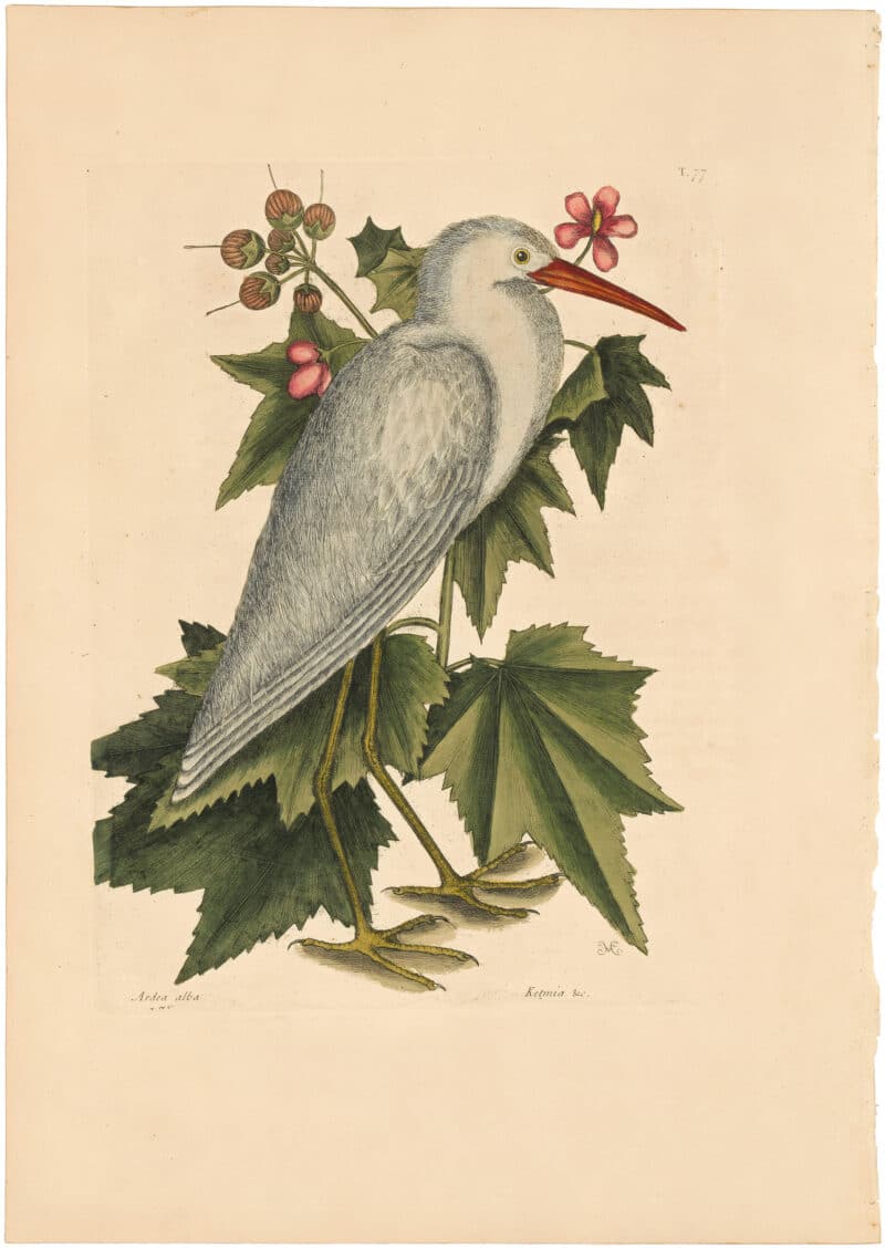 Catesby 1754, Vol. 1 Pl. 77, The Little White Heron