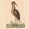 Catesby 1754, Vol. 1 Pl. 78, The Brown Bittern