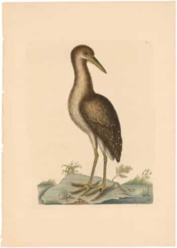 Catesby 1754, Vol. 1 Pl. 78, The Brown Bittern