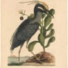 Catesby 1754, Vol. 1 Pl. 79, The Crested Bittern