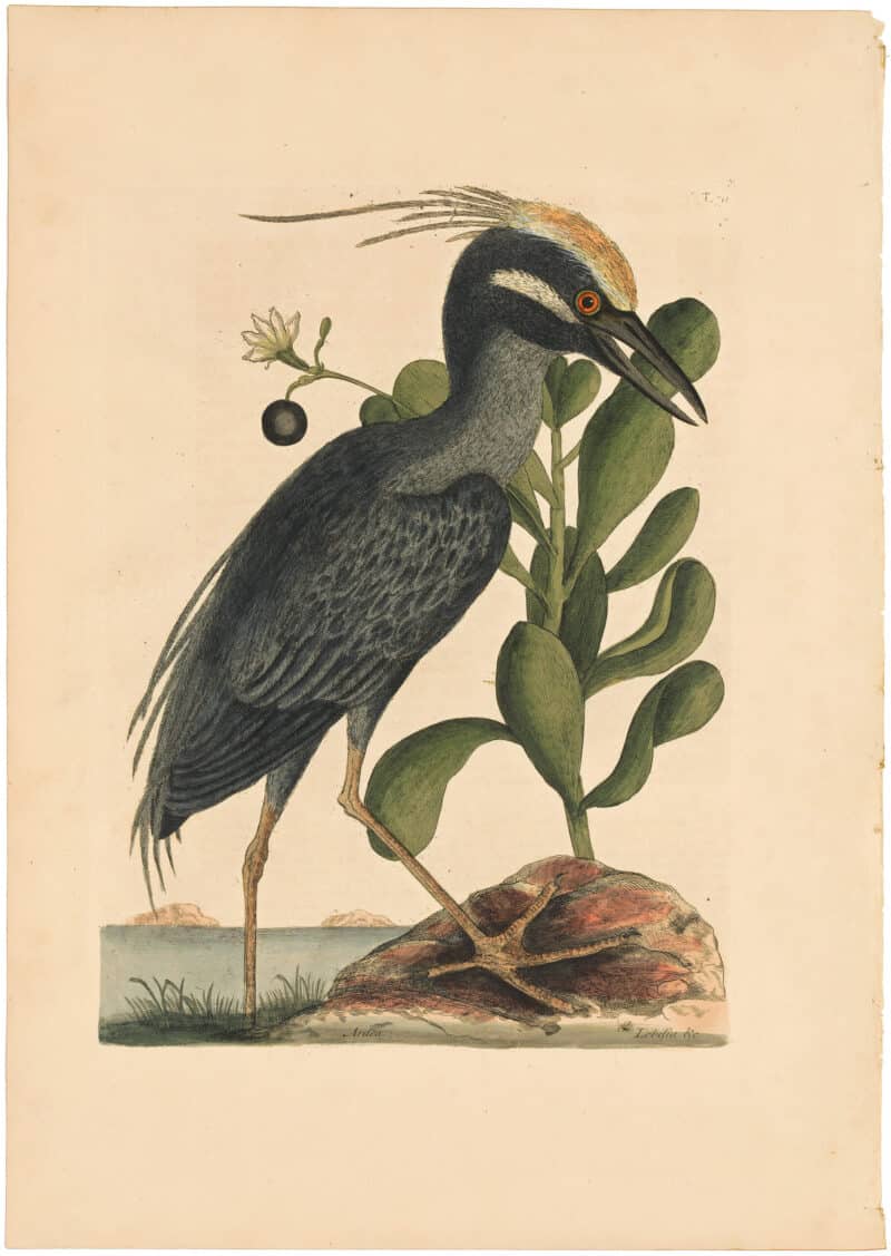 Catesby 1754, Vol. 1 Pl. 79, The Crested Bittern