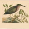 Catesby 1754, Vol. 1 Pl. 80, The Small Bittern