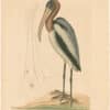 Catesby 1754, Vol. 1 Pl. 81, The Wood Pelican