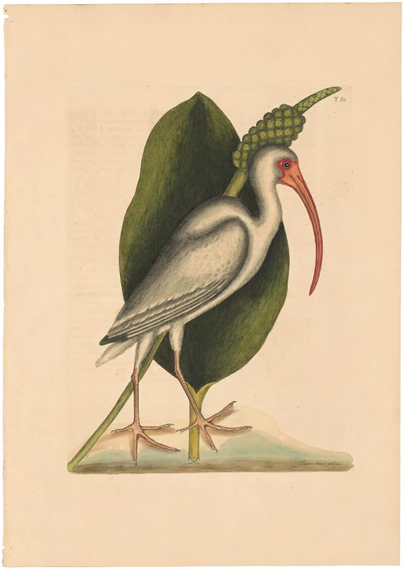 Catesby 1754, Vol. 1 Pl. 82, The White Curlew