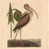 Catesby 1754, Vol. 1 Pl. 83, The Brown Curlew