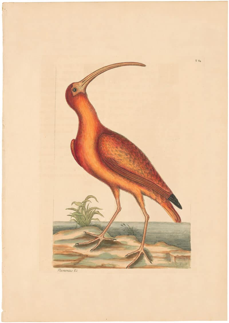 Catesby 1754, Vol. 1 Pl. 84, The Red Curlew