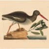 Catesby 1754, Vol. 1 Pl. 85, The Oyster-Catcher