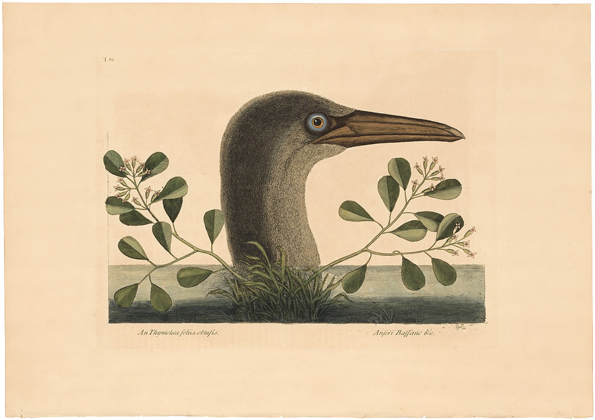 Catesby 1754, Vol. 1 Pl. 86, The Great Booby