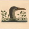 Catesby 1754, Vol. 1 Pl. 86, The Great Booby