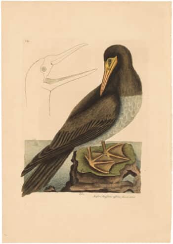 Catesby 1754, Vol. 1 Pl. 87, The Booby
