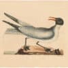 Catesby 1754, Vol. 1 Pl. 89, The Laughing Gull