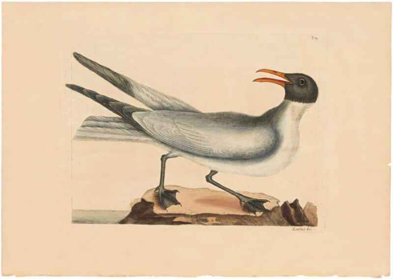 Catesby 1754, Vol. 1 Pl. 89, The Laughing Gull