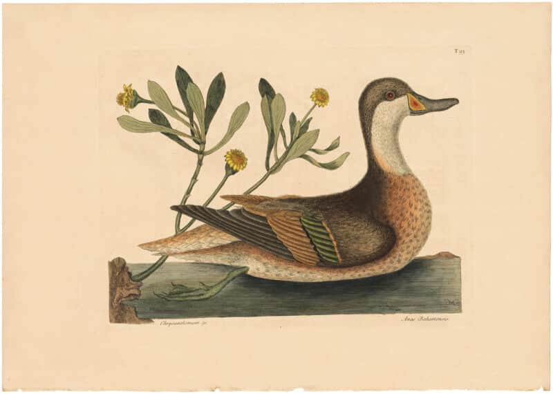 Catesby 1754, Vol. 1 Pl. 93, Ilathera Duck