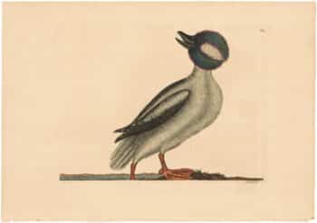 Catesby 1754, Vol. 1 Pl. 95, The Buffel's Head Duck