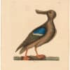 Catesby 1754, Vol. 1 Pl. 96, The Blue Winged Shoveler