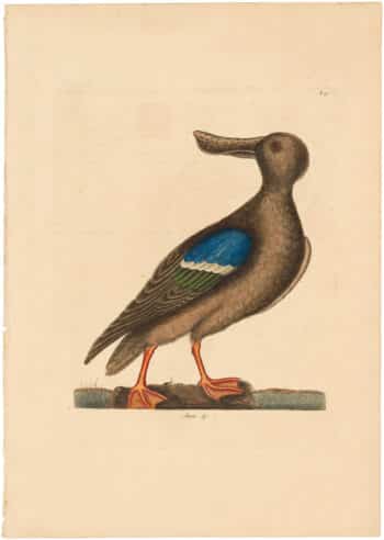 Catesby 1754, Vol. 1 Pl. 96, The Blue Winged Shoveler