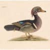 Catesby 1754, Vol. 1 Pl. 97, The Wood Duck