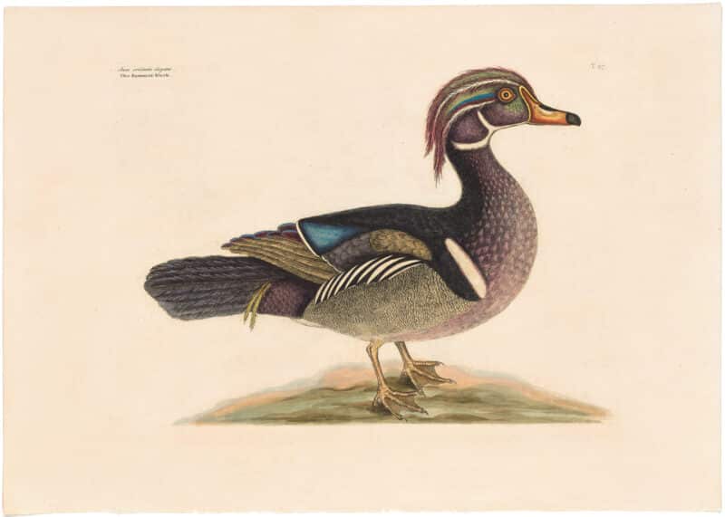 Catesby 1754, Vol. 1 Pl. 97, The Wood Duck