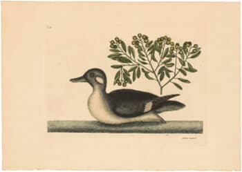 Catesby 1754, Vol. 1 Pl. 98, The Little Brown Duck