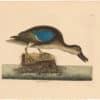 Catesby 1754, Vol. 1 Pl. 99, The Blue Winged Teal