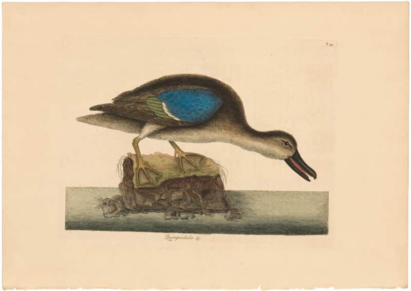 Catesby 1754, Vol. 1 Pl. 99, The Blue Winged Teal