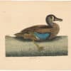 Catesby 1754, Vol. 1 Pl. 100, The White Faced Teal