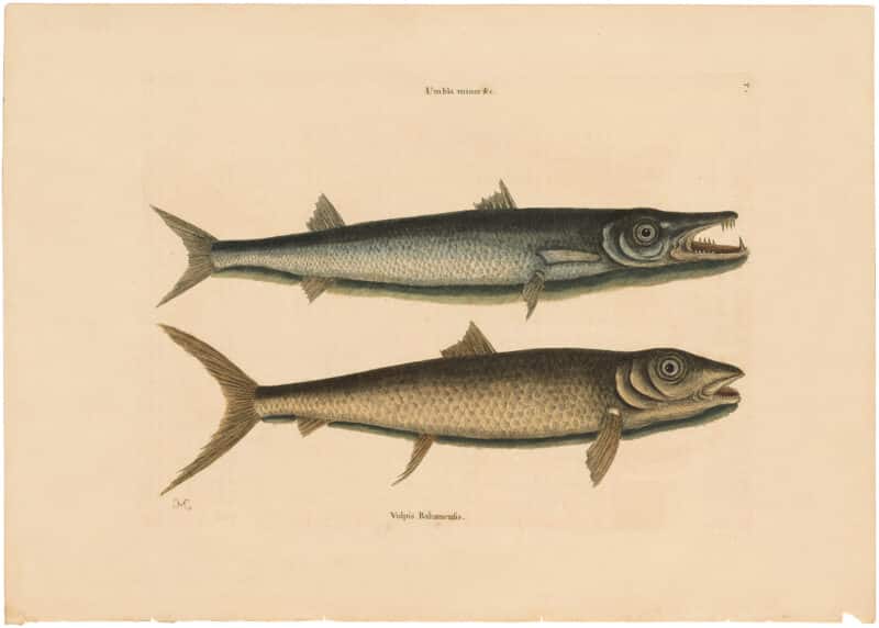 Catesby 1754, Vol. 2 Pl. 1, The Barracuda