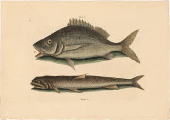 Catesby 1754, Vol. 2 Pl. 2, The Margate Fish