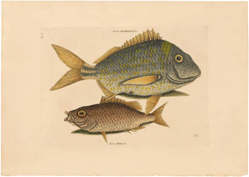 Catesby 1754, Vol. 2 Pl. 4, The Pork Fish