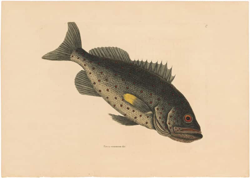 Catesby 1754, Vol. 2 Pl. 5, The Rock Fish