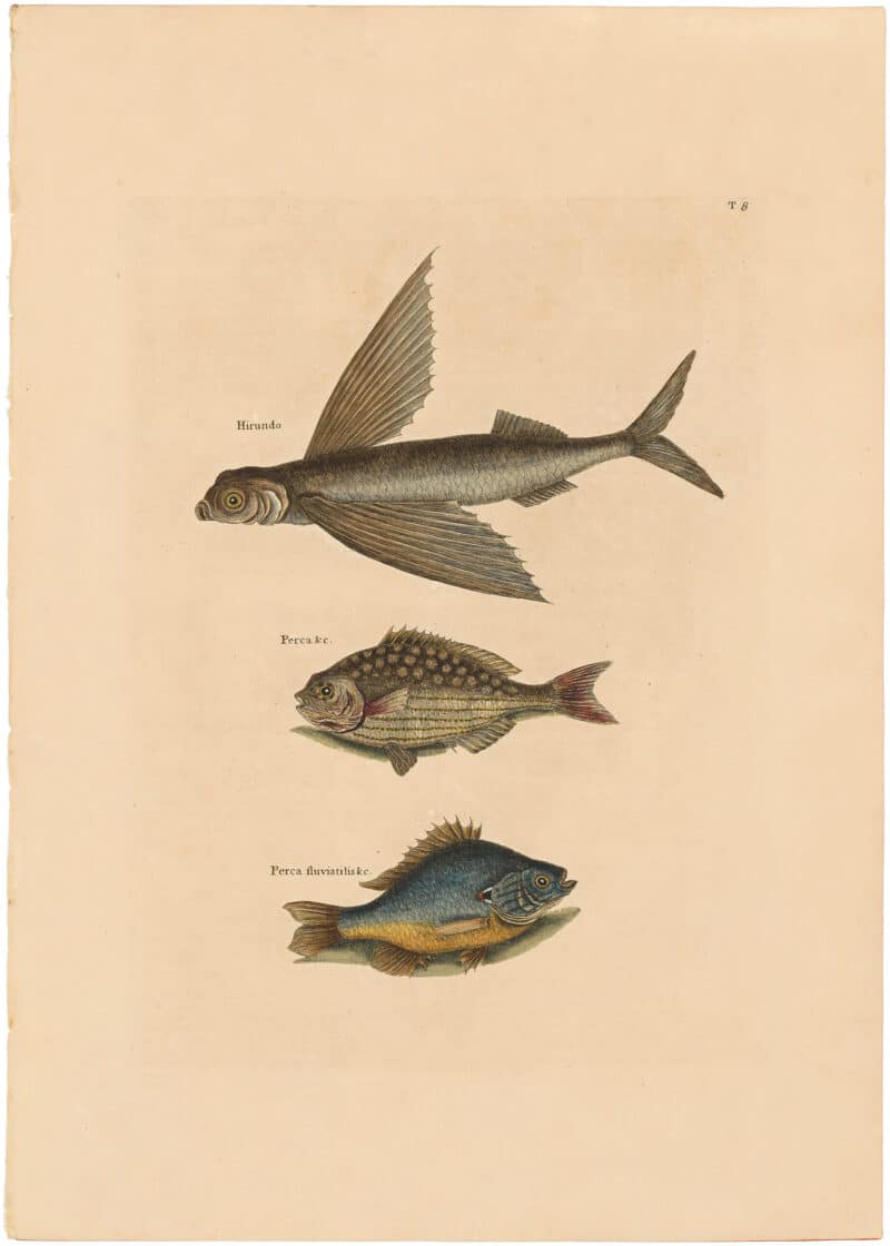 Catesby 1754, Vol. 2 Pl. 8, The Flying Fish