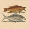 Catesby 1754, Vol. 2 Pl. 11, The Hog Fish