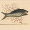 Catesby 1754, Vol. 2 Pl. 13, The Bone Fish
