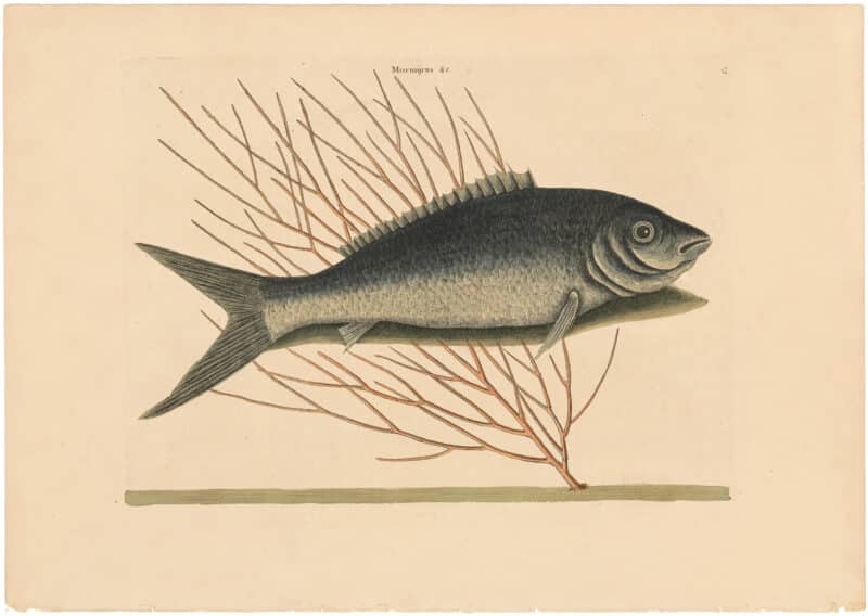 Catesby 1754, Vol. 2 Pl. 13, The Bone Fish