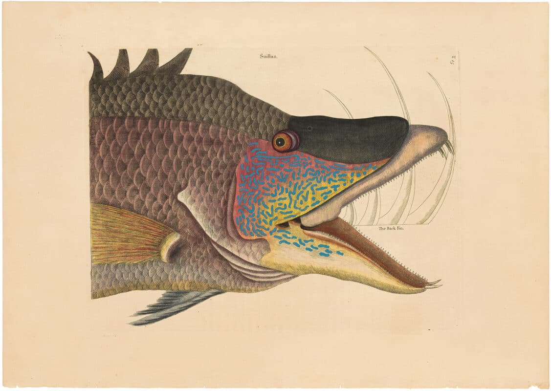 Catesby 1754, Vol. 2 Pl. 15, The Great Hog Fish