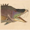 Catesby 1754, Vol. 2 Pl. 15, The Great Hog Fish
