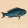 Catesby 1754, Vol. 2 Pl. 18, The Blue Fish