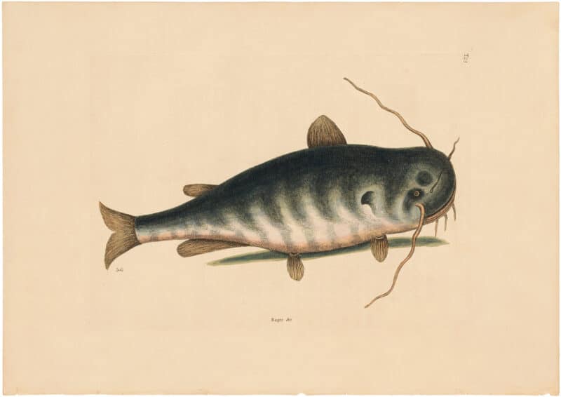 Catesby 1754, Vol. 2 Pl. 23, The Cat Fish