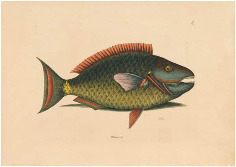 Catesby 1754, Vol. 2 Pl. 29, The Parrot Fish